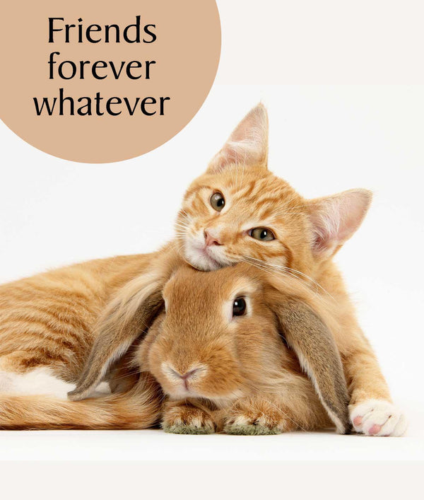 Greeting Card - Friends forever whatever